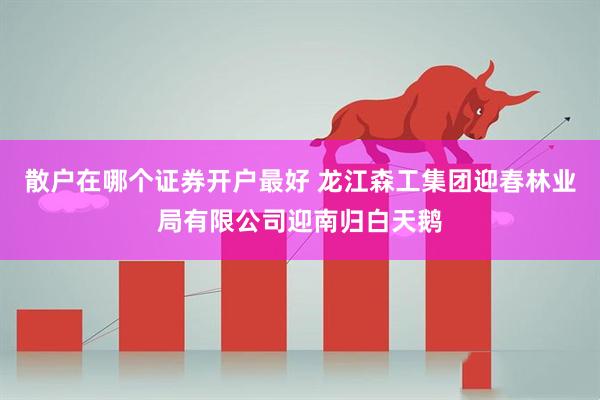 散户在哪个证券开户最好 龙江森工集团迎春林业局有限公司迎南归白天鹅